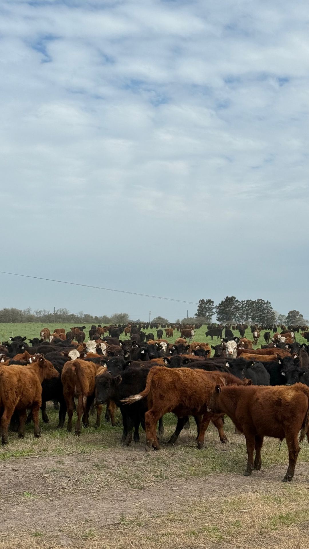 Rodeo en el campo de recría